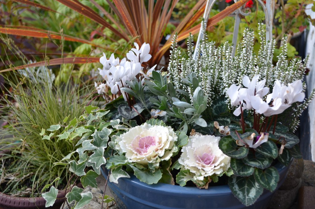 Autumn/Winter Pots – Flora in Focus Journal