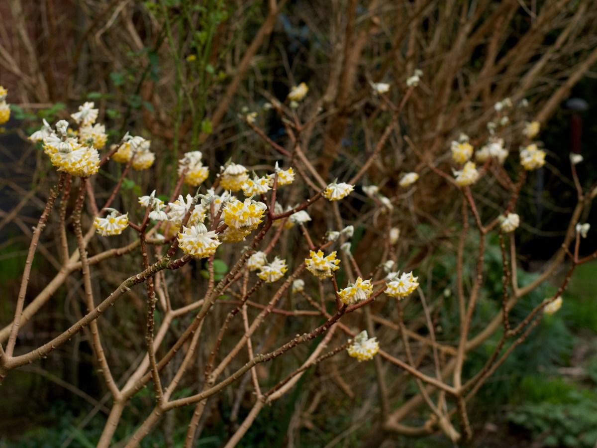 Plant Profile – Edgeworthia&nbsp;chrysantha