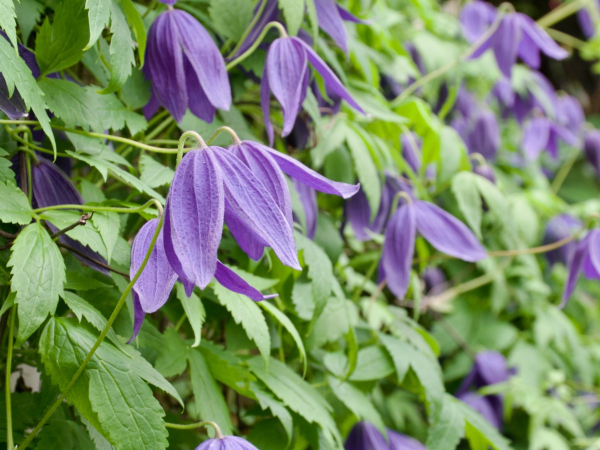 Plant Profile – Clematis&nbsp;Alpina